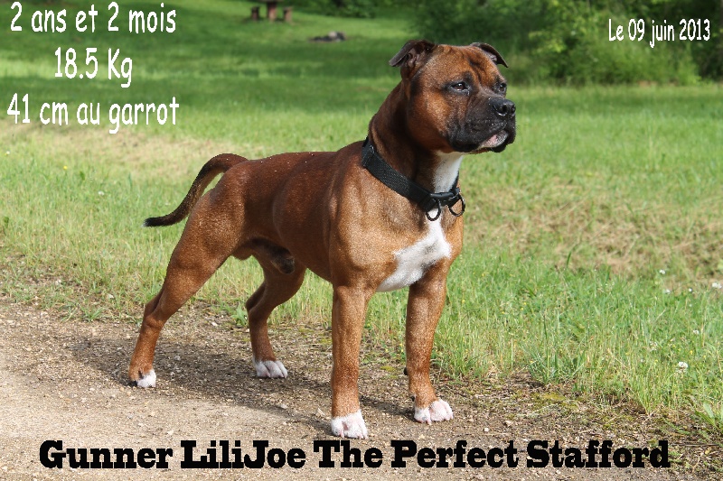 Gunner lilijoe The Perfect Stafford
